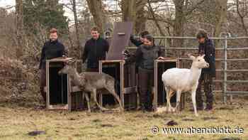 Die Rückkehr der Hirsche: Verein plant Neustart fürs abgeschaffte Damwildgehege
