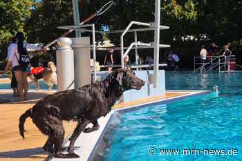 Landau – Kühles Nass für vier Pfoten: Hundebadetag zum Saisonabschluss im Freibad am Prießnitzweg