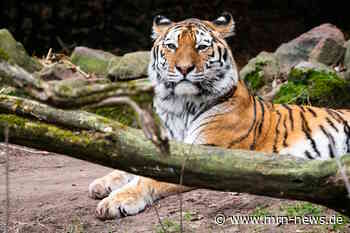 Landau – Tiger MANU zieht in den Zoo Landau:  Vorsichtiges Kennenlernen mit DARIA
