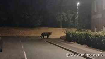 Terrified mum claims to have photographed a PANTHER prowling through her Northampton estate