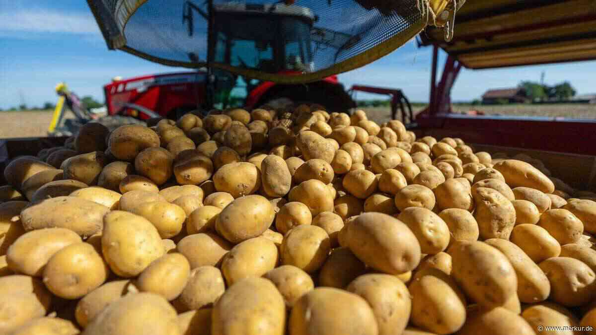 So fällt bayerische Kartoffelernte aus: Die Saison war eigentlich sehr gut gestartet