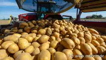 So fällt bayerische Kartoffelernte aus: Die Saison war eigentlich sehr gut gestartet