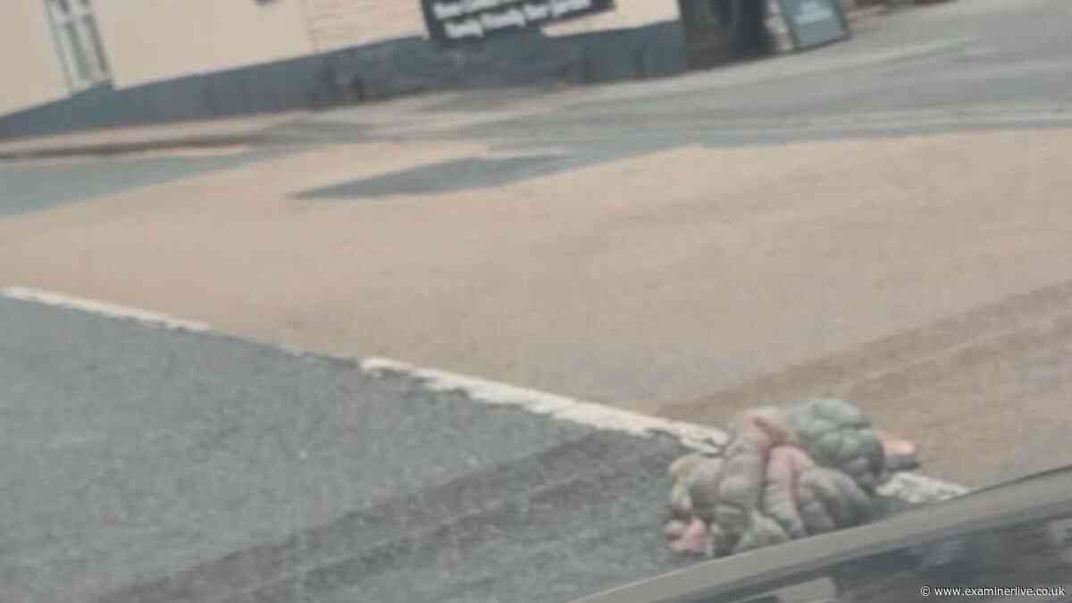 'The smell of death' - Halifax road left smeared in 'sicky-pink' animal entrails