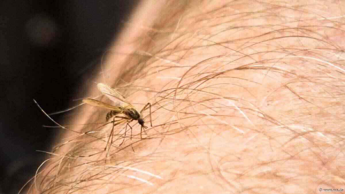49 Infizierte, 22 schwere Fälle: West-Nil-Virus weitet sich in Italien-Region weiter aus