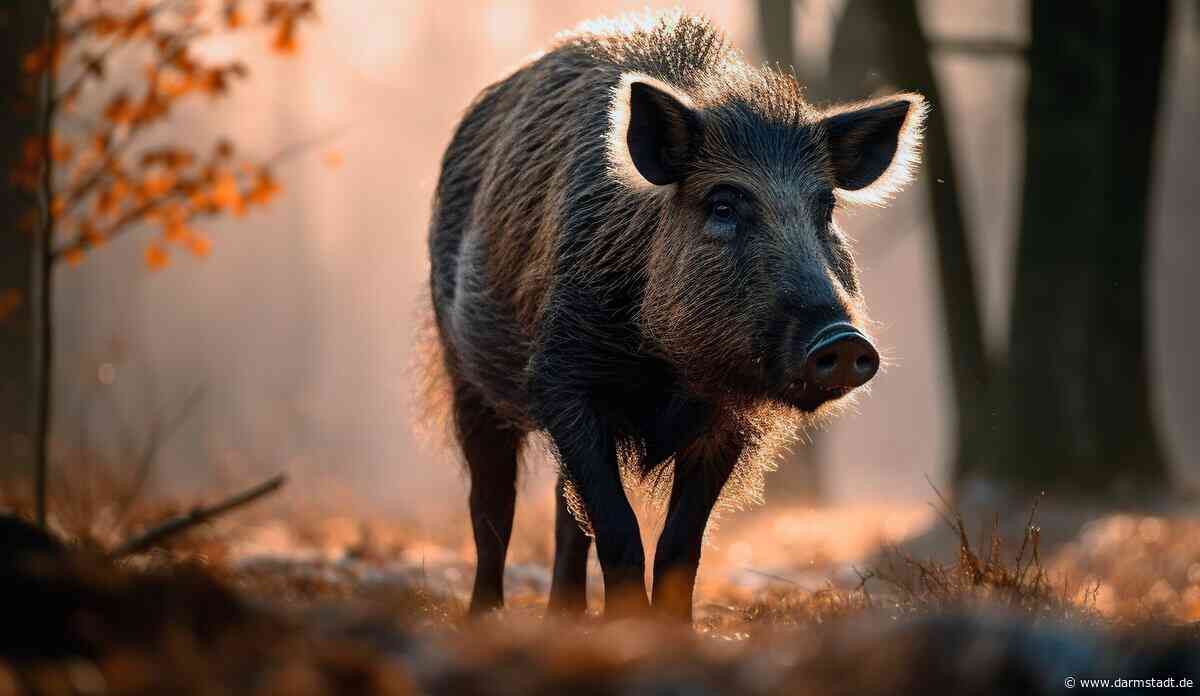Afrikanische Schweinepest