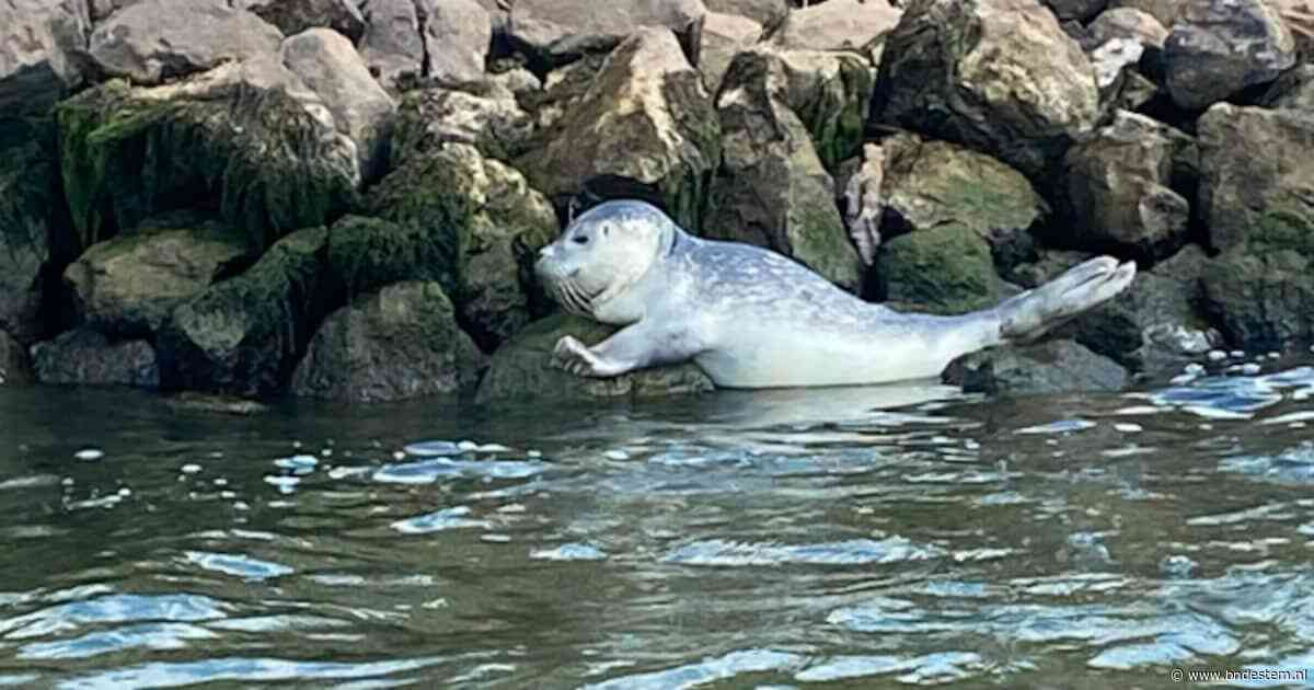 Ruud (43) spot zeehond in de Biesbosch: ‘Echt een heel mooi beestje’