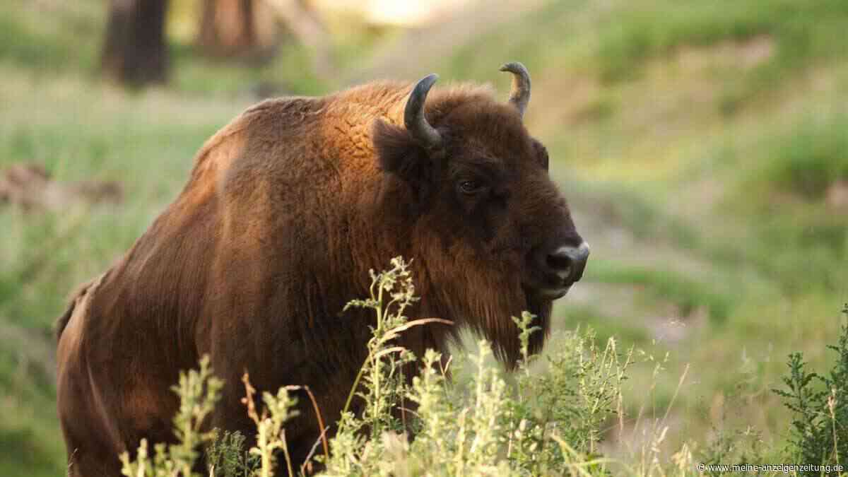 Wisent greift Touristenpaar in Polen an – schwangere 38-Jährige im Krankenhaus