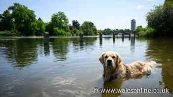 Dog owners warned of deadly parvovirus after confirmed case in Abergavenny