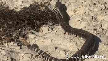 Terror as 'huge' rattlesnake is spotted swimming just off California beach where it TICKLED shocked swimmer