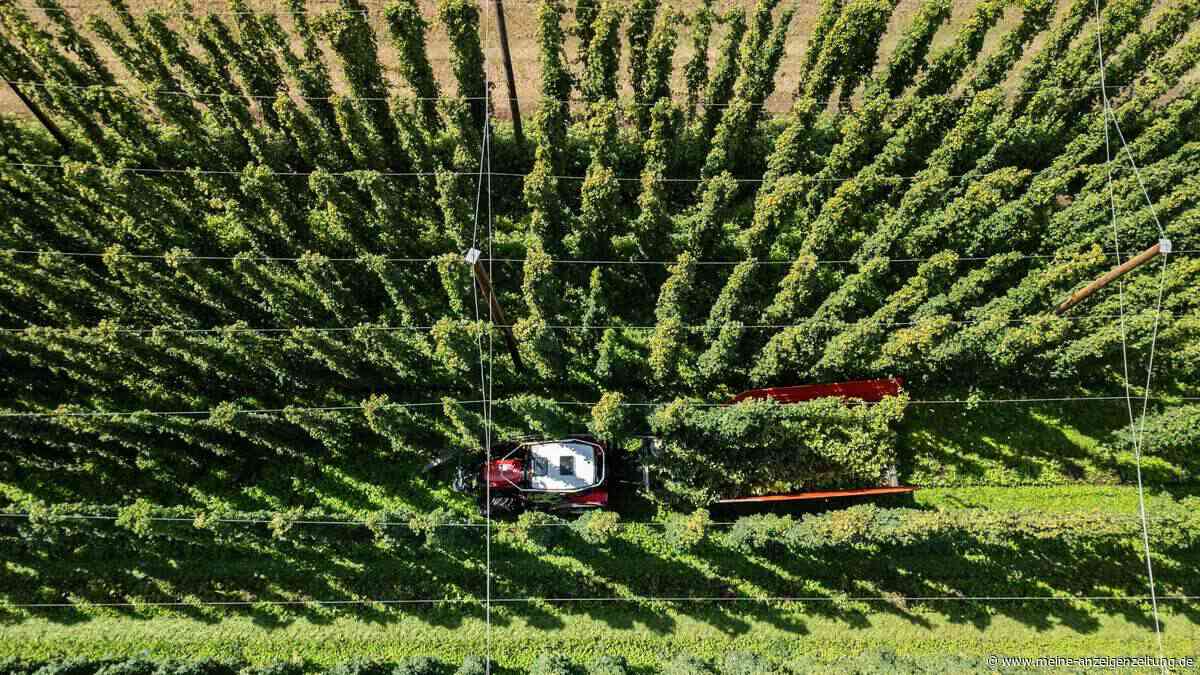Sinkender Bierkonsum und Hitze: Hopfenpflanzer in Dauerkrise