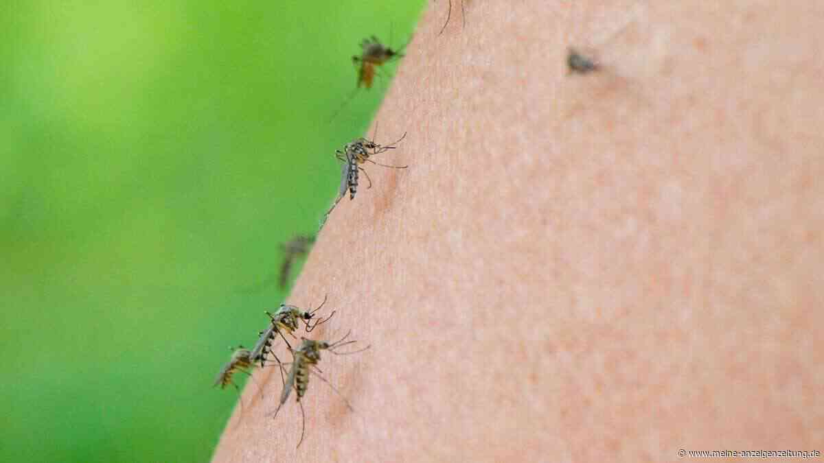 West-Nil-Virus tötet Frau in Neapel – zweite Patientin in kritischem Zustand