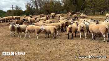 Cases of bluetongue virus confirmed in Shropshire