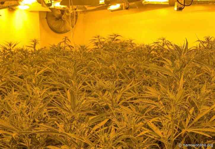 Police uncover £125,000 cannabis factory with more than 240 plants in Watford