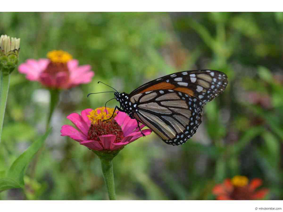 Windsor's Monarch Butterfly Festival soars to six-year attendance high