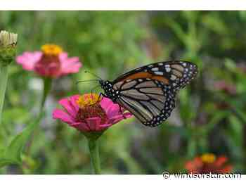 Windsor's Monarch Butterfly Festival soars to six-year attendance high
