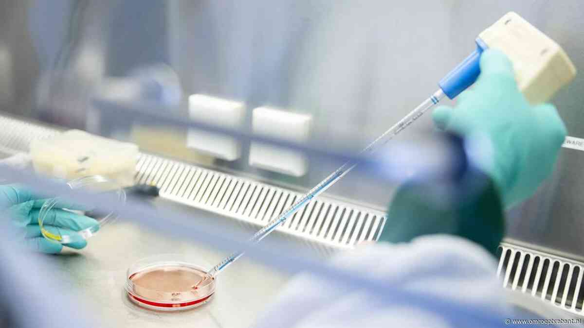 Westnijlvirus ook in Brabant: paard en muggen besmet