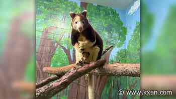 San Antonio Zoo celebrates birth of endangered tree kangaroo