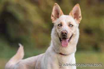 Unleashed: B.C. city ends pet licensing, but questions still bark on animal control