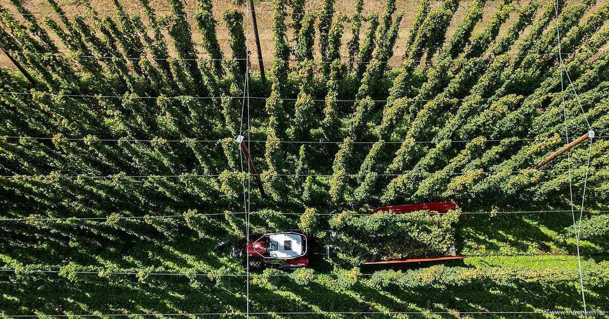Sinkender Bierkonsum und Hitze: Hopfenpflanzer in Dauerkrise
