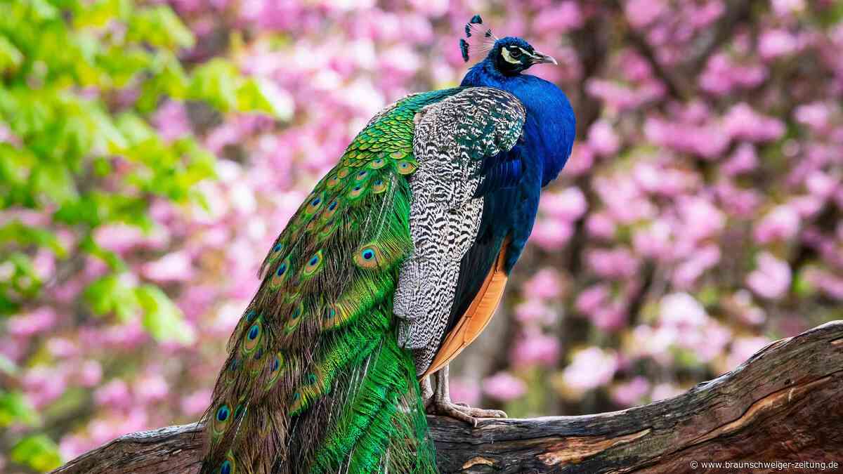 Mann überfährt Pfau in Italien: Dashcam-Aufnahme führt zum Täter