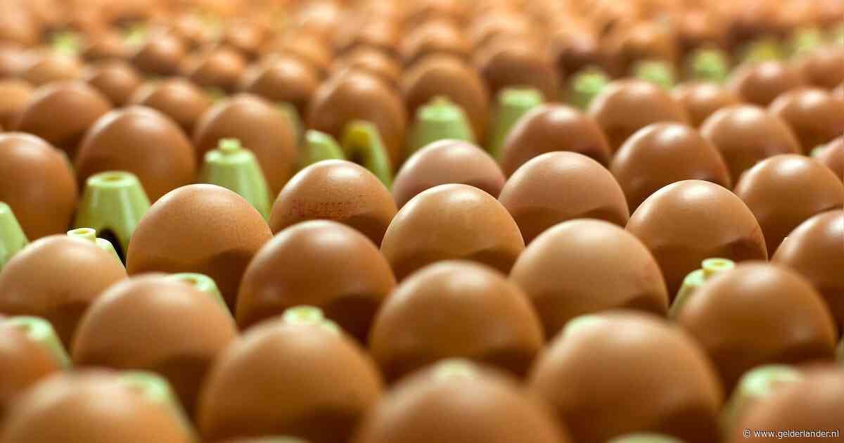 Bang dat je eieren hebt die besmet zijn met salmonella? Kijk dan of deze codes erop staan