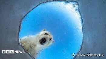 A nosy polar bear and a lucky squirrel: Wildlife Photographer of the Year 2026 shortlist