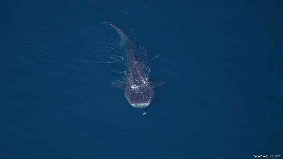Over 2,000 animals spotted off the coast of Cape Cod