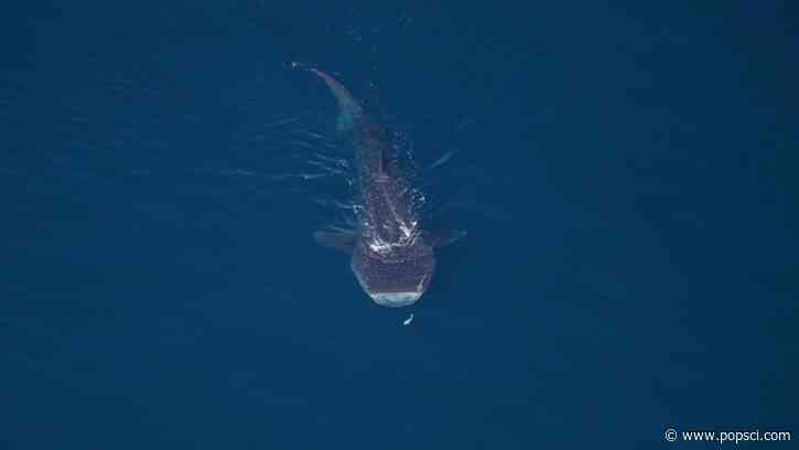 Over 2,000 animals spotted off the coast of Cape Cod