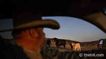 Trump reputation with ranchers has 'taken a hit': Cattlemen's Association chief