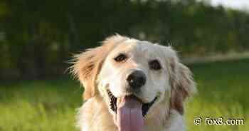 It's national dog day, time to celebrate our fuzzy friends