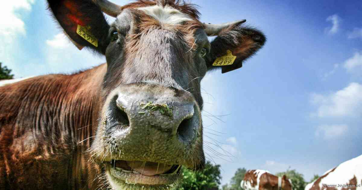 Zijn nieuwe stikstofregels echt onhaalbaar? Wanhopige boeren vrezen ‘slagveld’