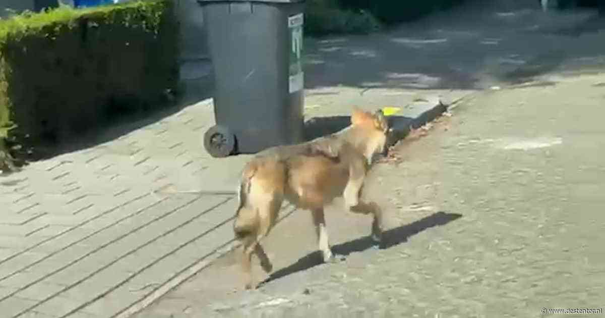Wolf wandelt door Apeldoorn, kinderopvang haalt slapende kinderen binnen