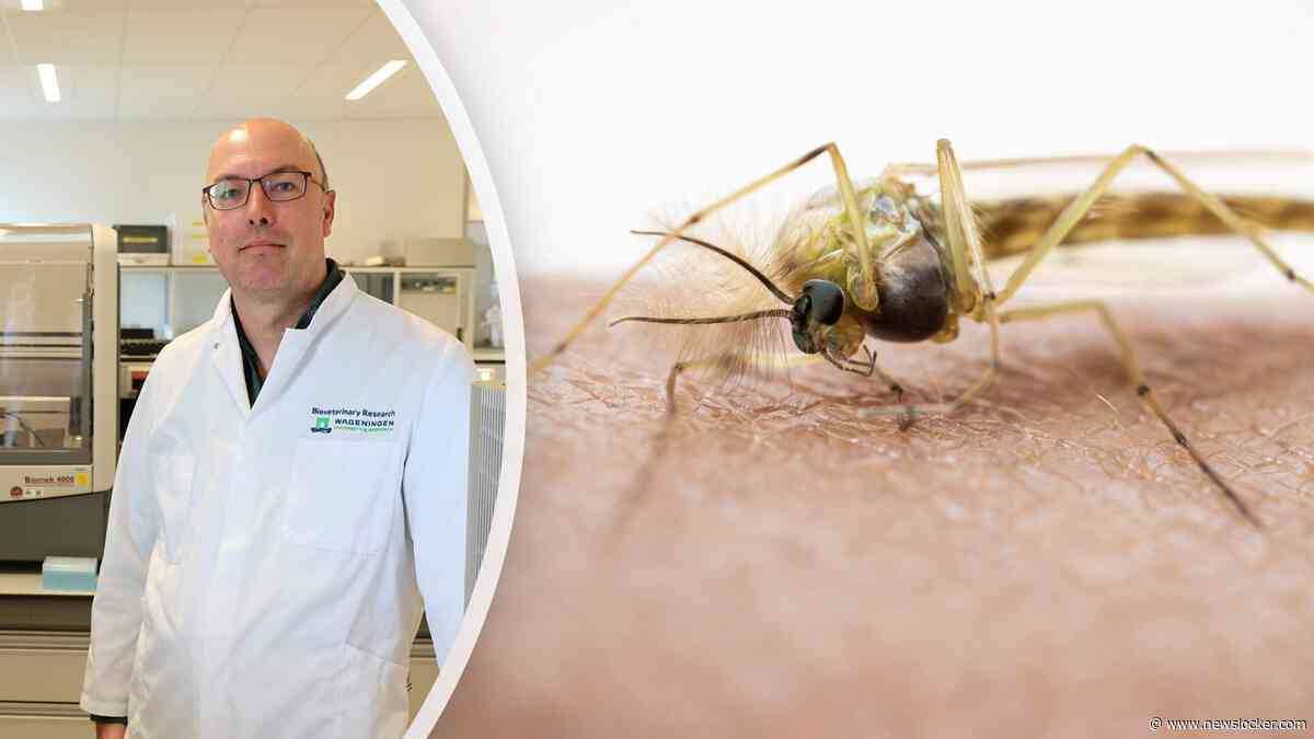 Dit hangt ons nog boven het hoofd nu westnijlvirus dodelijk toeslaat: ’De ziekte is er en blijft hier’