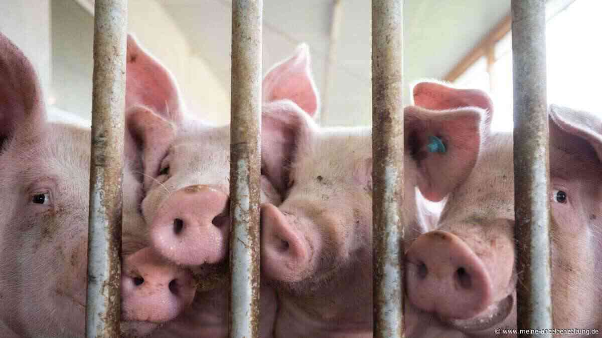 Brüssel beanstandet deutsche Pläne für Tierhaltungslogo