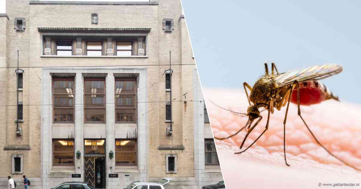 Twee werknemers van luchthaven Frankfurt overleden aan malaria: ‘Muggen waren met vliegtuig meegereisd’