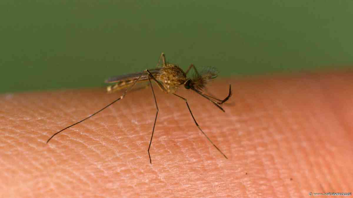 Westnijlvirus lijkt blijvertje in ons land, maar voor meeste mensen onschuldig
