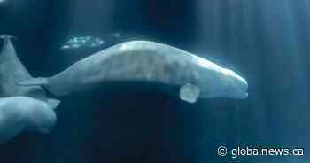 Marineland beluga dies at U.S. aquarium weeks after transfer