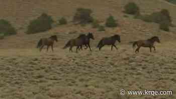 Sevilleta National Wildlife Refuge looks to remove feral horses over environmental concerns