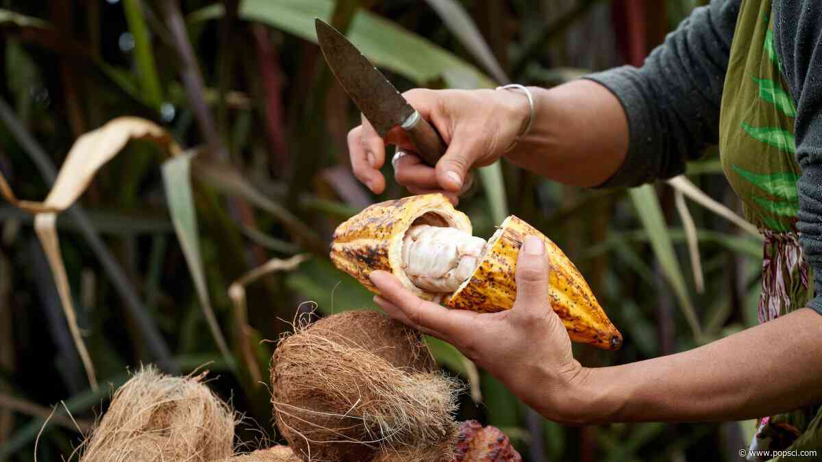 Indigenous nations in present-day Georgia may have enjoyed cacao