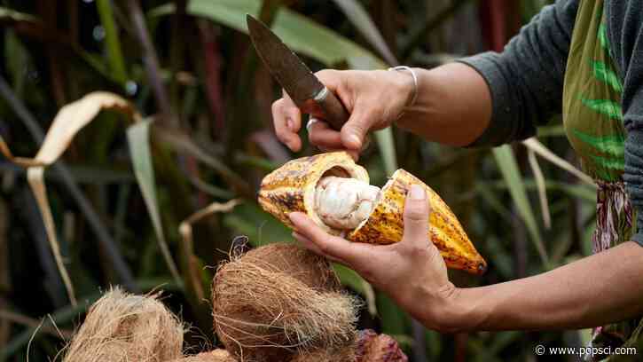 Indigenous nations in present-day Georgia may have enjoyed cacao