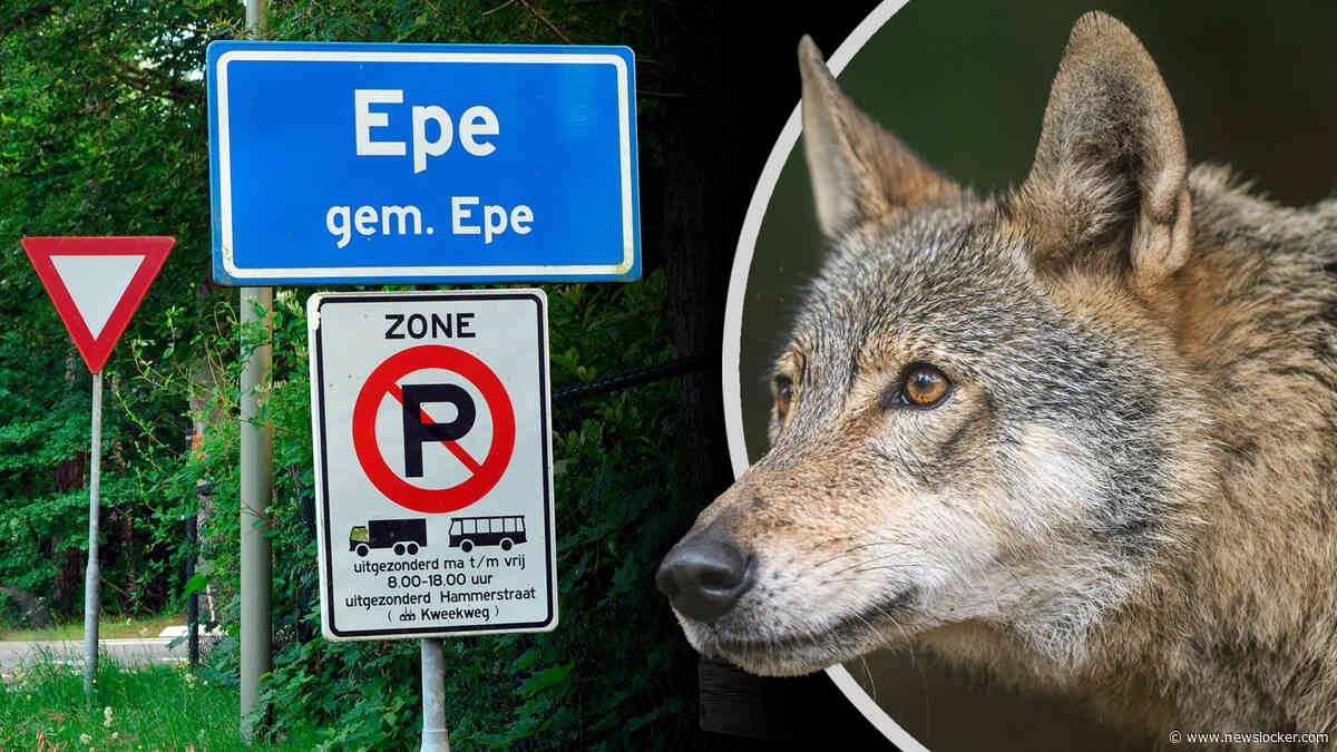 Angstige inwoners Epe oog in oog met wolf, advies van gemeente zorgt voor hoongelach: ’Je moet bellen als-ie op minder dan dertig meter staat’