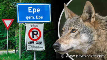 Angstige inwoners Epe oog in oog met wolf, advies van gemeente zorgt voor hoongelach: ’Je moet bellen als-ie op minder dan dertig meter staat’