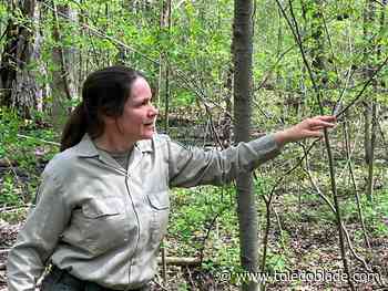 Plant biodiversity is increasing on Metroparks property, report shows