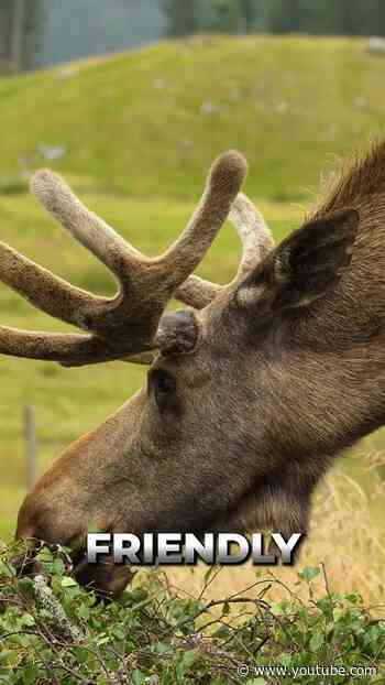 Why Deer Keep Winning and How to Stop Them!