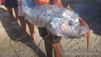 Mystery as enormous 'doomsday fish' linked to earthquake folklore washes ashore on tourist beach