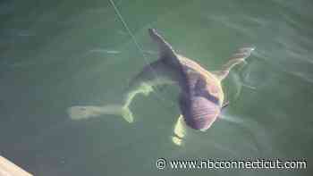 Sharks in the Sound: How a shifting ecosystem is impacting Connecticut fishermen