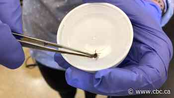 Acadia University gets $1.2M to develop new tick repellents