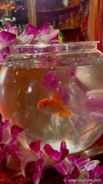 Goldfish. Pre-Order, Pre-Save & Pre-Add SSM here: https://kennychesney.lnk.to/silversandsmarina