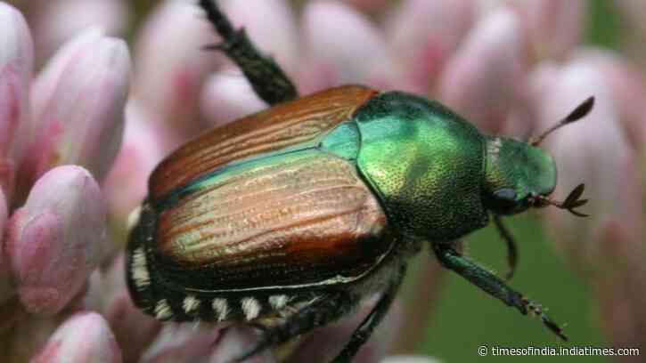 An invasive beetle wiped out black ash trees across parts of North America