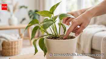 How to know when your houseplant needs water: 5 signs to watch and simple watering tips